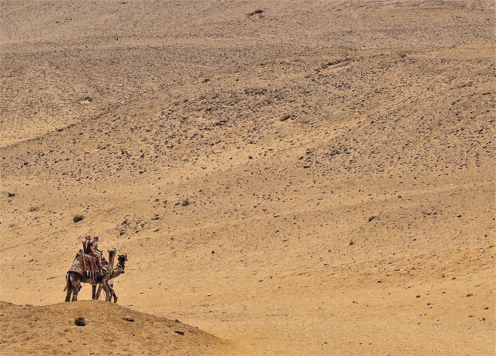 Camel in the Desert,